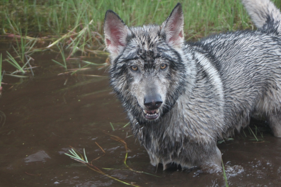 Swamp Hound (Day 1125) PorridgeWog Blipfoto