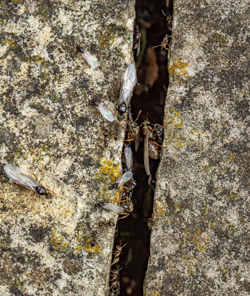 Flying ants nesting between patio paving slabs CleanSteve Blipfoto
