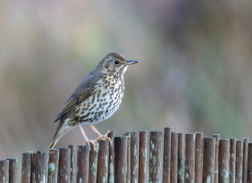 Song Thrush #4 | Diane2104 | Blipfoto