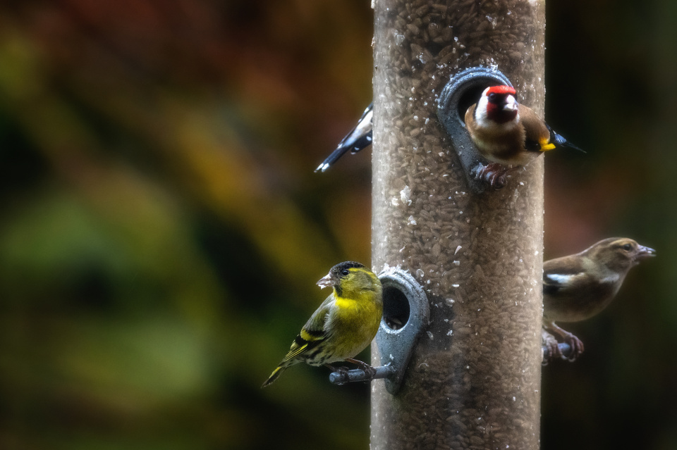 Flock of forty finches feeding WharfedaleBex Blipfoto