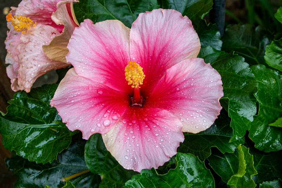hibiscus-kathyh58-blipfoto