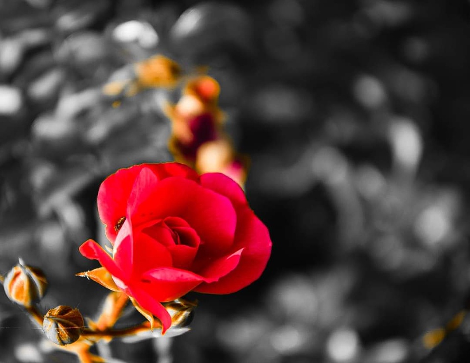 the-rose-michaelwardlow-blipfoto