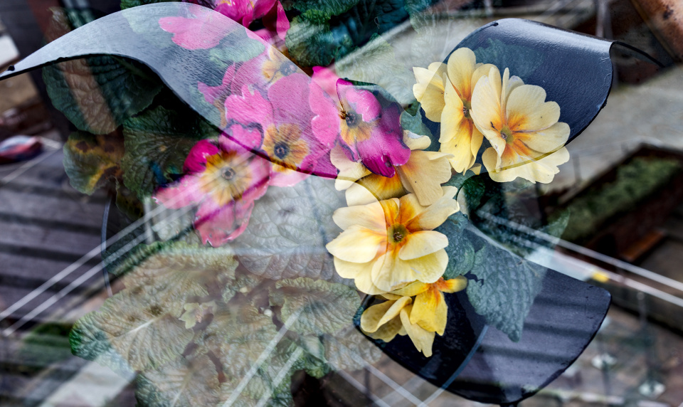 Flowers in Flight alfthomas Blipfoto