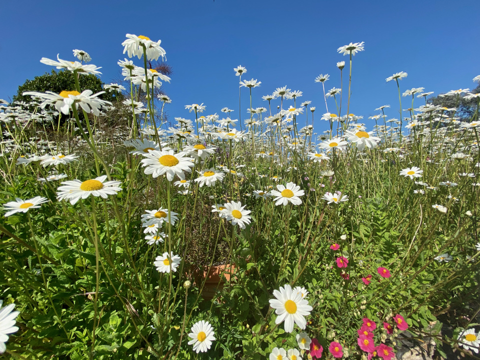 Crazy daisies PAR1 Blipfoto