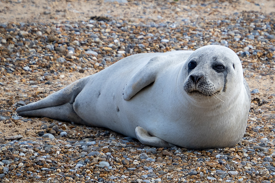 Day 254/20. A Common or Harbour seal pup | trevsastar | Blipfoto