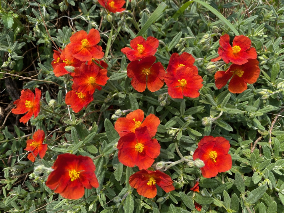 Red rockrose | PAR1 | Blipfoto