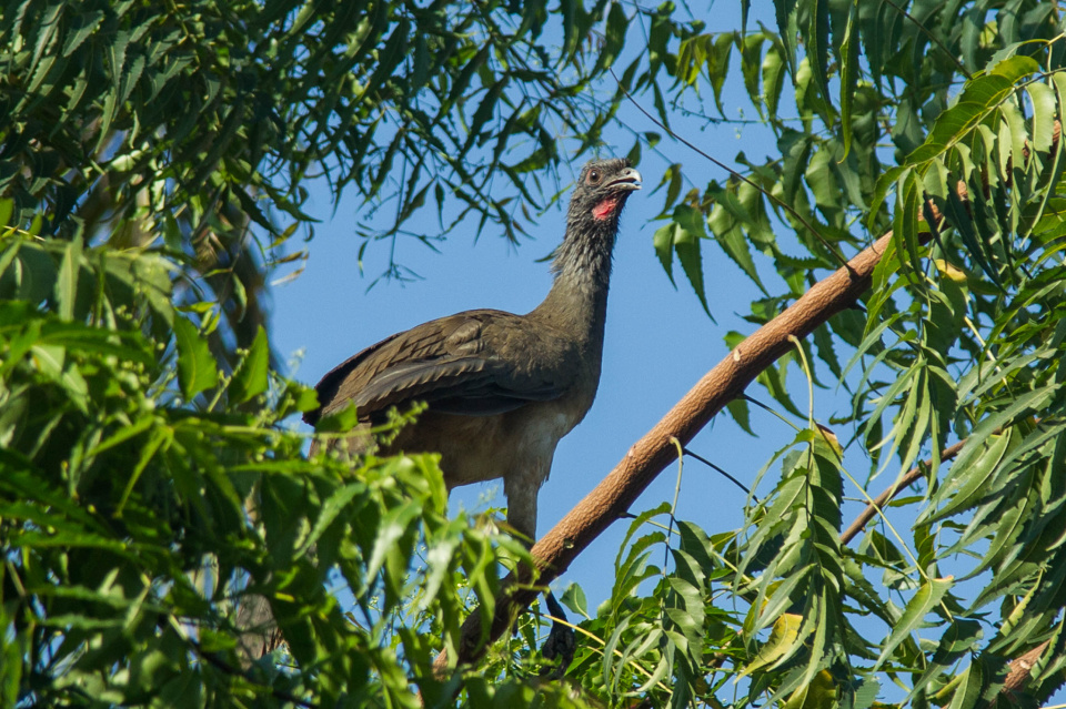 Chachalaca | rsdphotography | Blipfoto