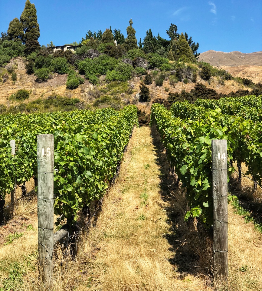 Lush Vines Pianolady Blipfoto