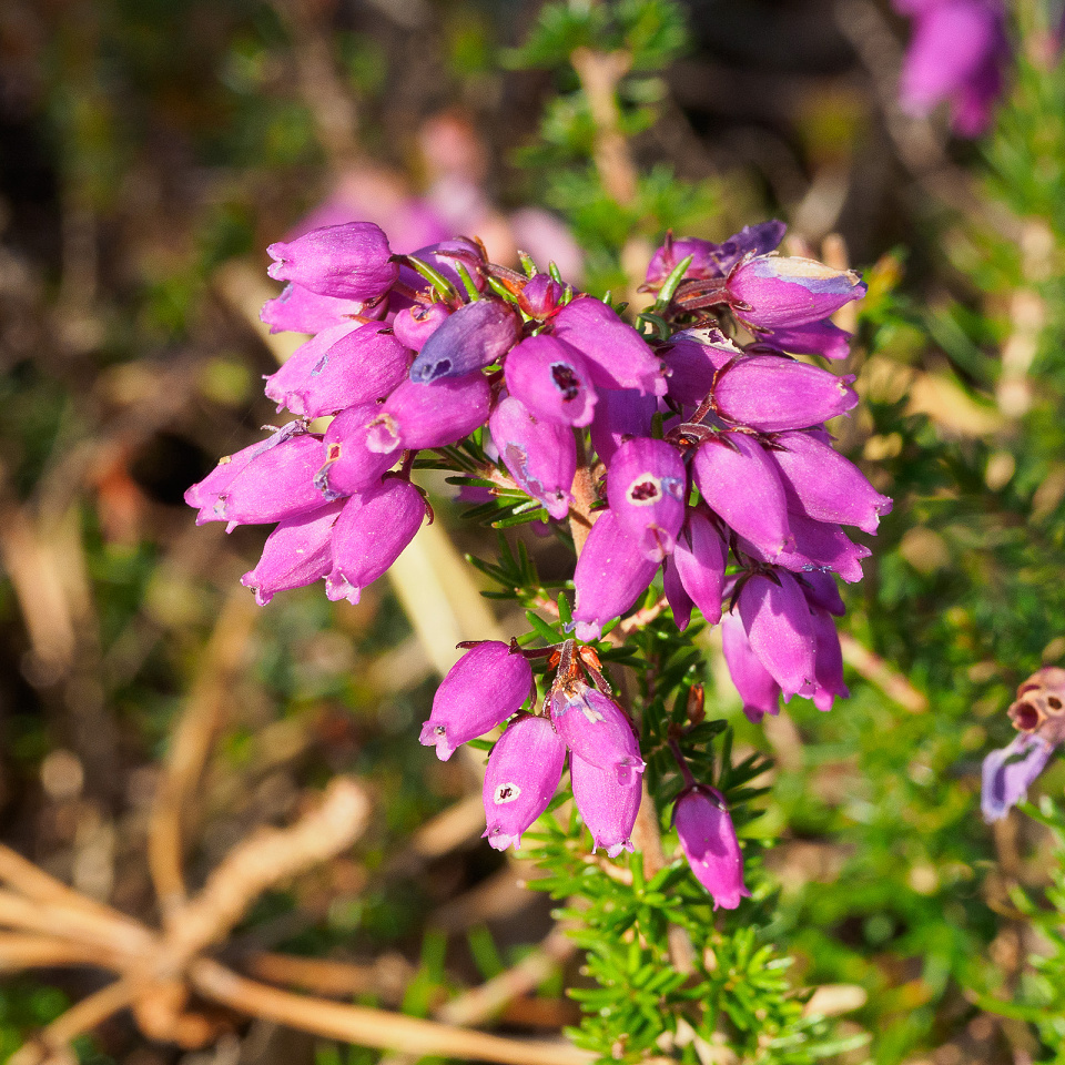 Blooming heather PicLocata Blipfoto