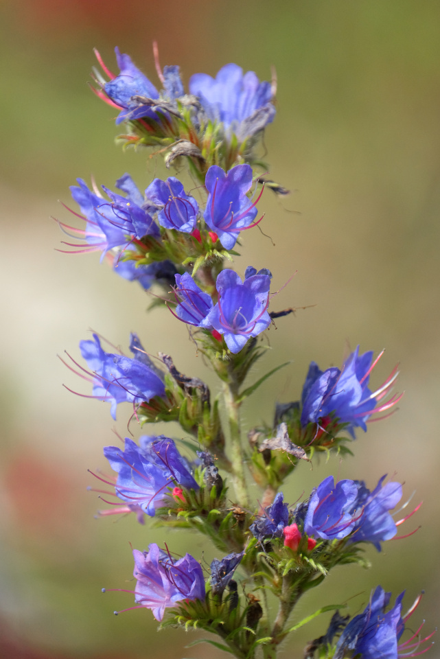 Viper's Bugloss | Miranda1008 | Blipfoto