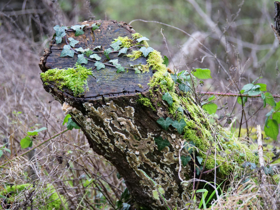 Moss, ivy and fungus | NatureWatcher | Blipfoto