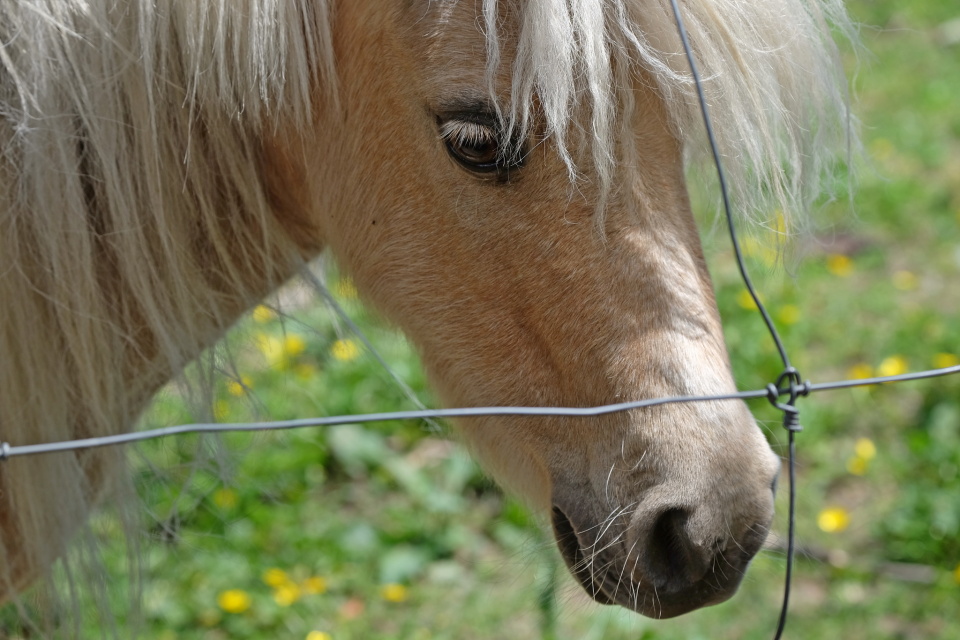 Ride My Pony . . . JohnHiatt V1k1 Blipfoto