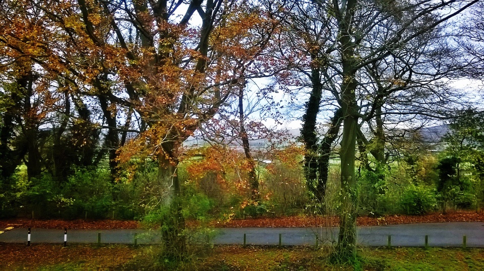 Chicken Lane Number147 Blipfoto