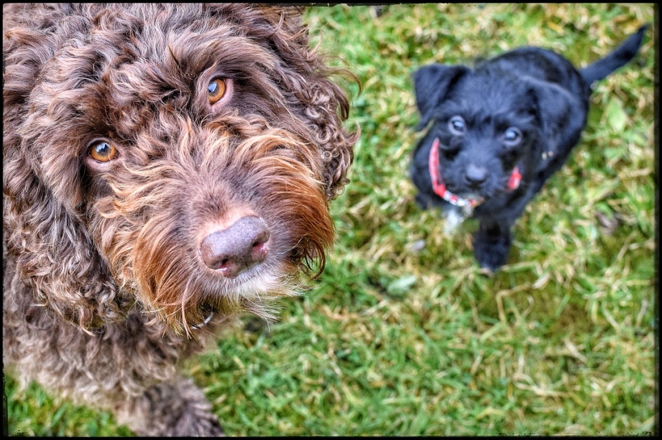 Two Poos Together My two 'poos! | JustJane | Blipfoto