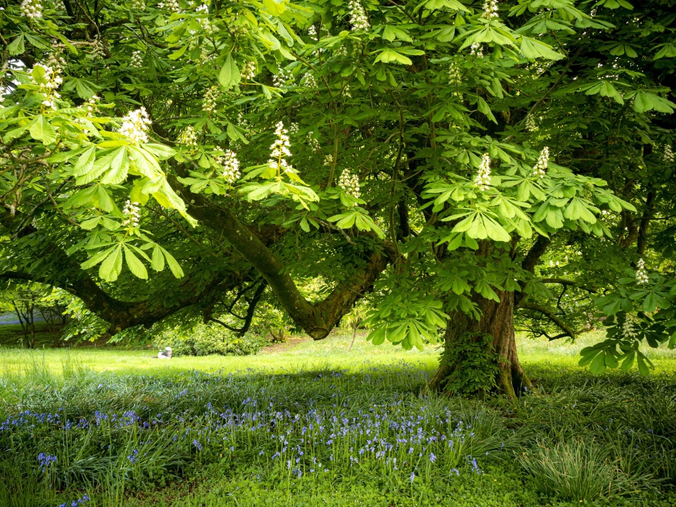 bee loud glade greengirl Blipfoto