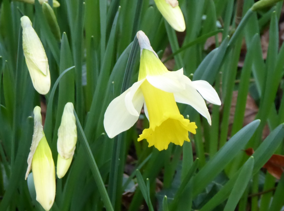 Spring is springing | Sheila24 | Blipfoto