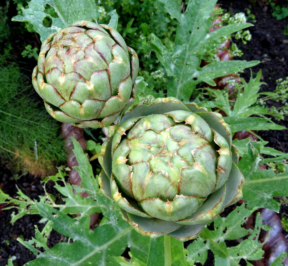 Globe artichokes | sheilwill | Blipfoto