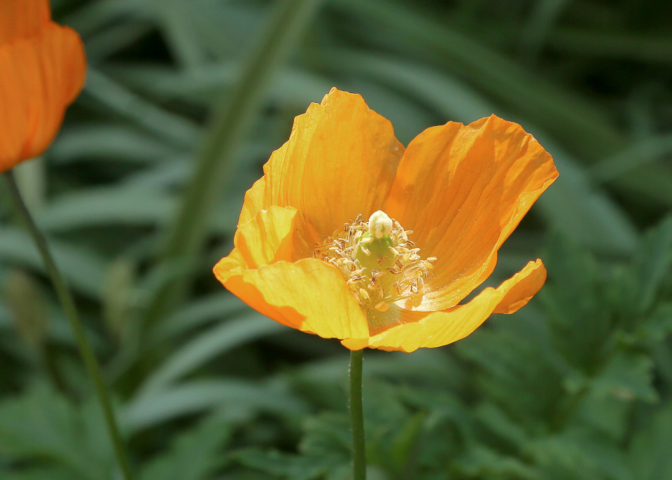 Yellow Poppy | Fairmilefoto | Blipfoto