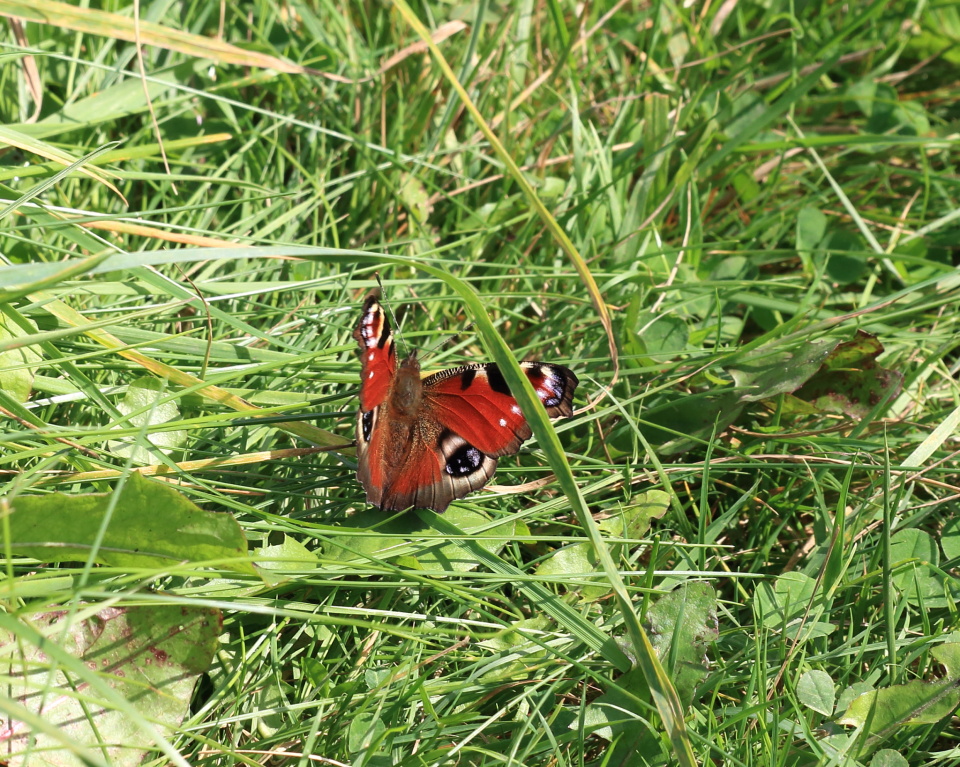 how-to-give-monarch-butterflies-a-head-start-this-spring-blog