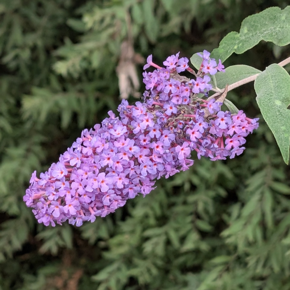 the-bee-escaped-suehutton-blipfoto