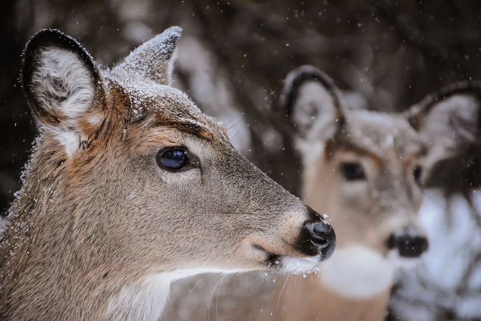 merry-christmas-from-canada-missmacpic-blipfoto