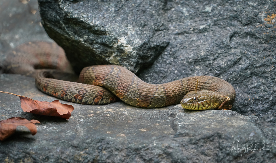 Common Watersnake | Wrperry | Blipfoto