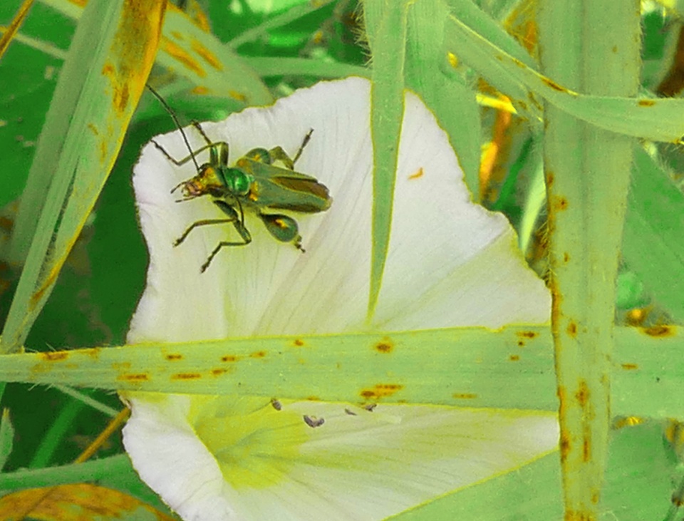 Interesting bug | serpentine | Blipfoto