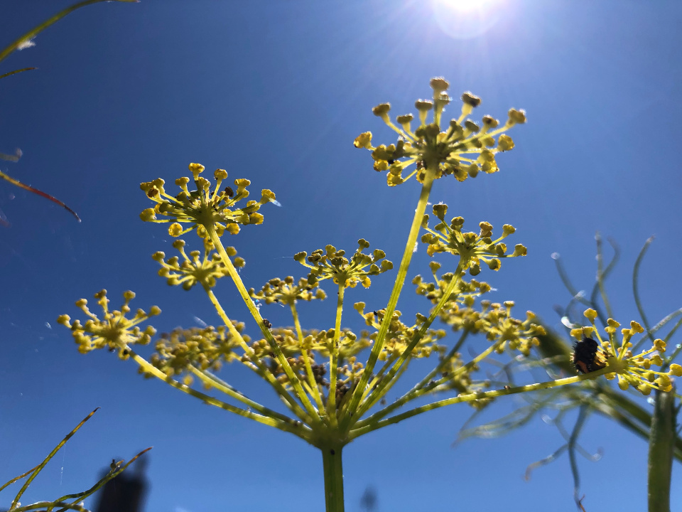 Fennel flowers PAR1 Blipfoto