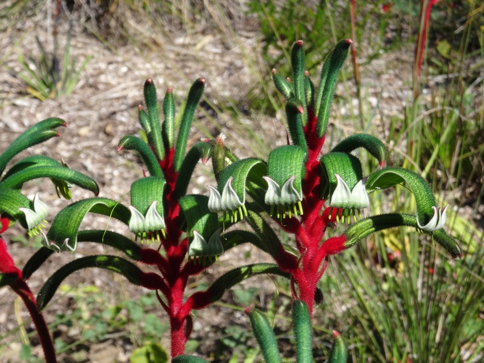 Kangaroo paws PAR1 Blipfoto