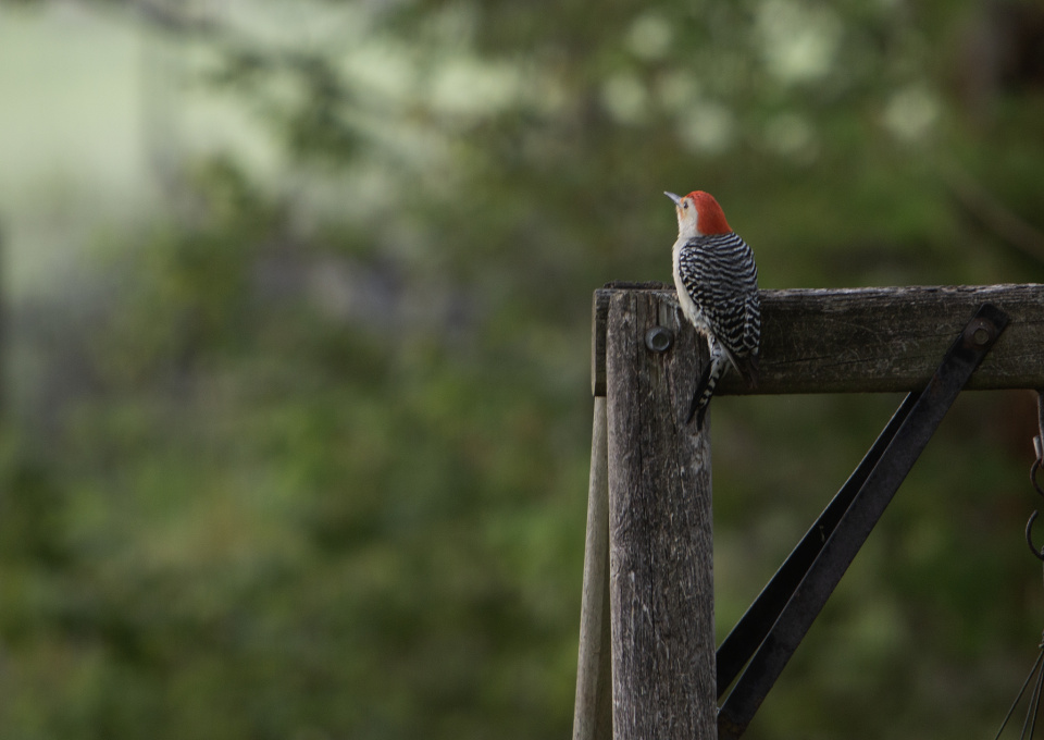 Woodpecker | bugsman | Blipfoto