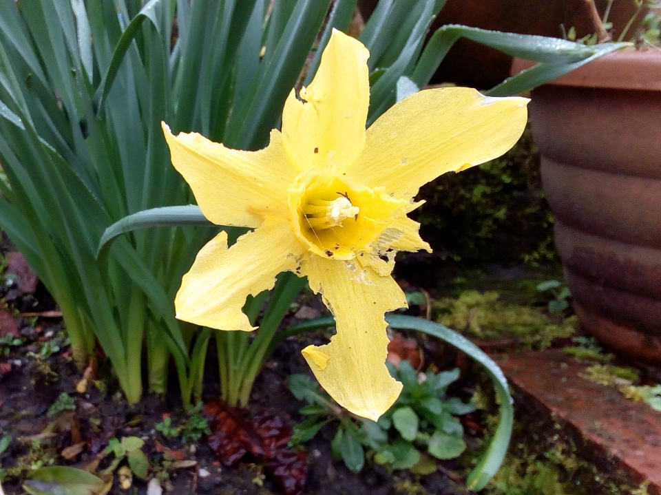Motheaten Daffodil Freuchie Blipfoto