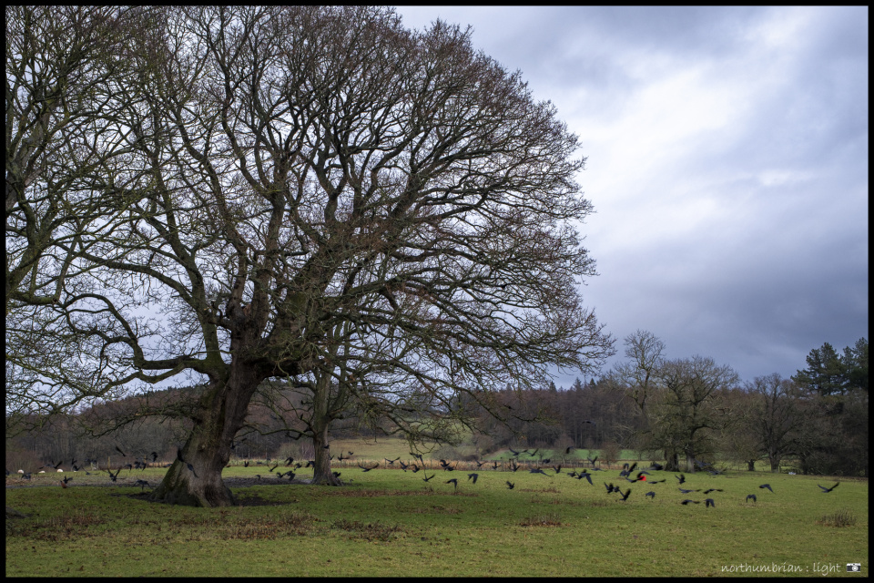Clatteringly A clattering ... | RobinDown | Blipfoto