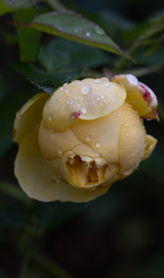 Inclination Merch Raindrops on roses... | LesleyAlsford | Blipfoto