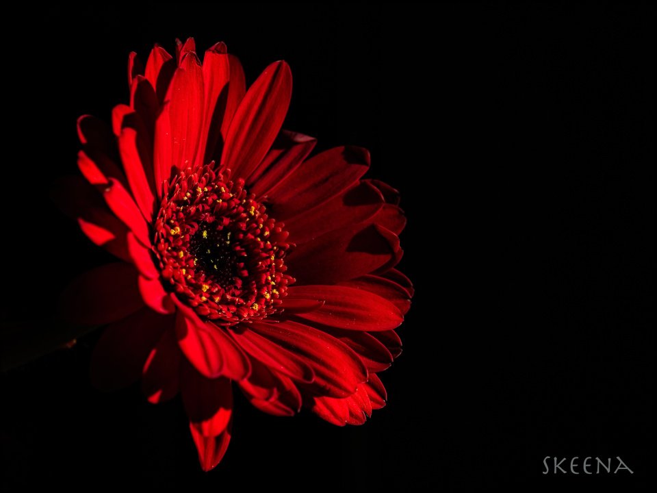 Flower Friday :: FF16_2018 | Skeena | Blipfoto