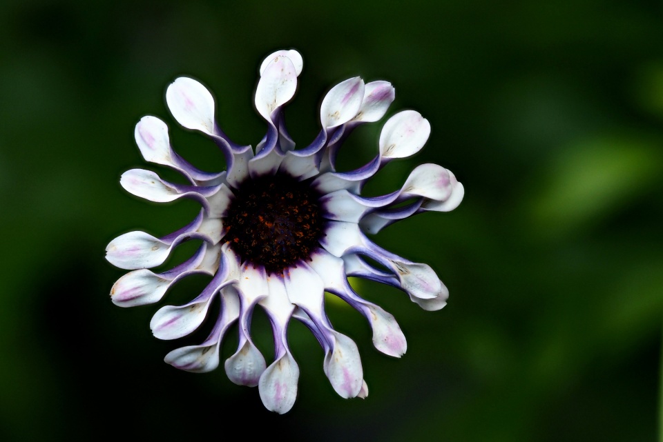 Spoon petal daisy AnnieBelle Blipfoto