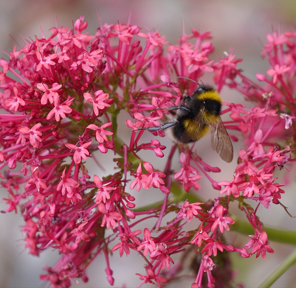 A bee enjoying the Valerian flower Wanderers13 Blipfoto