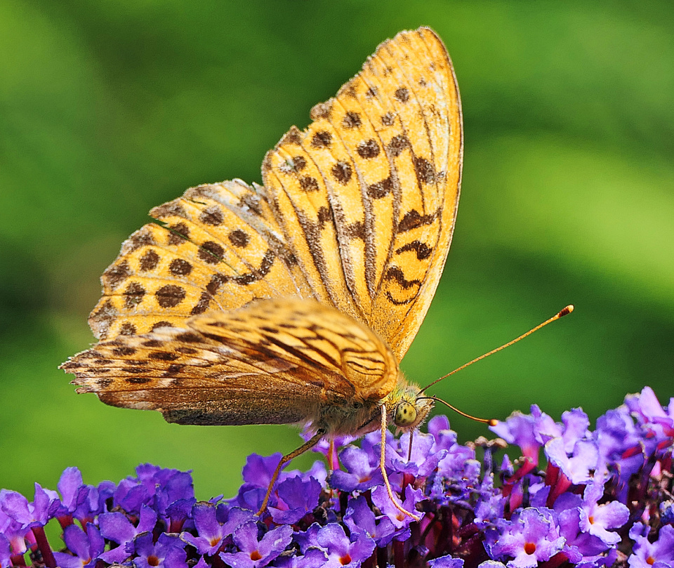 FRITILLARY. | maureen482 | Blipfoto