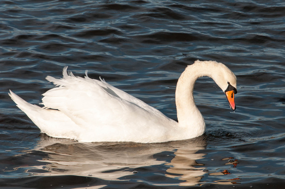 Swanning Around | KevinFoto | Blipfoto