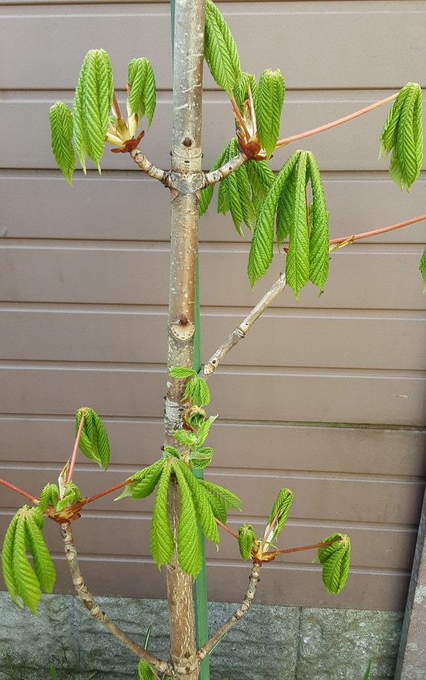 The Spring Leaves On Our Horse Chestnut Tree. 