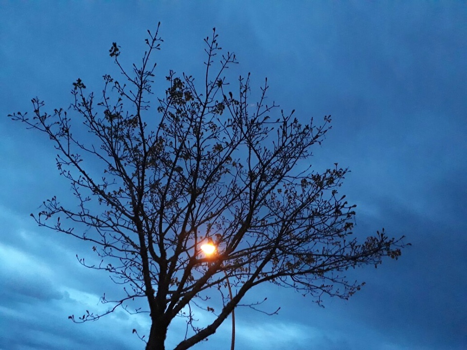 A light under your tree. tokoroa Blipfoto