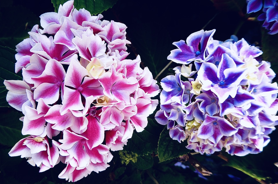 Bi- coloured Hydrangea | CowgirlCarol | Blipfoto