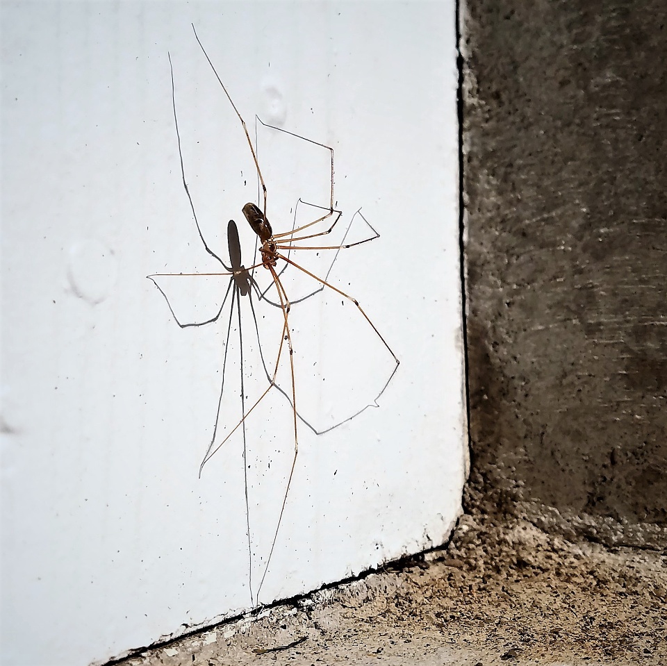 long bodied cellar spiders poisonous