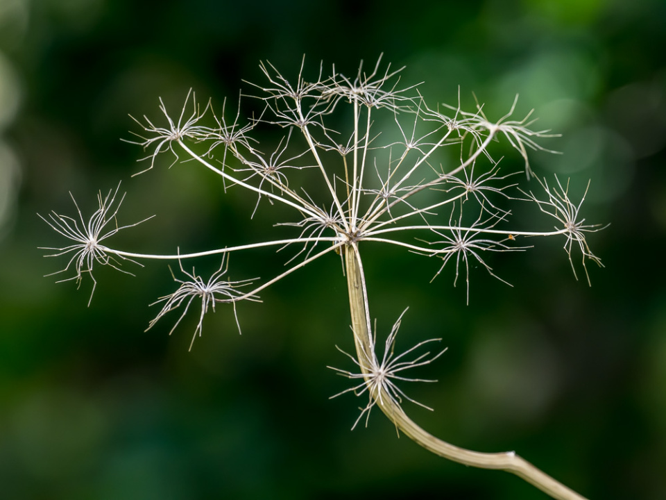 fireworks-fotoday-blipfoto