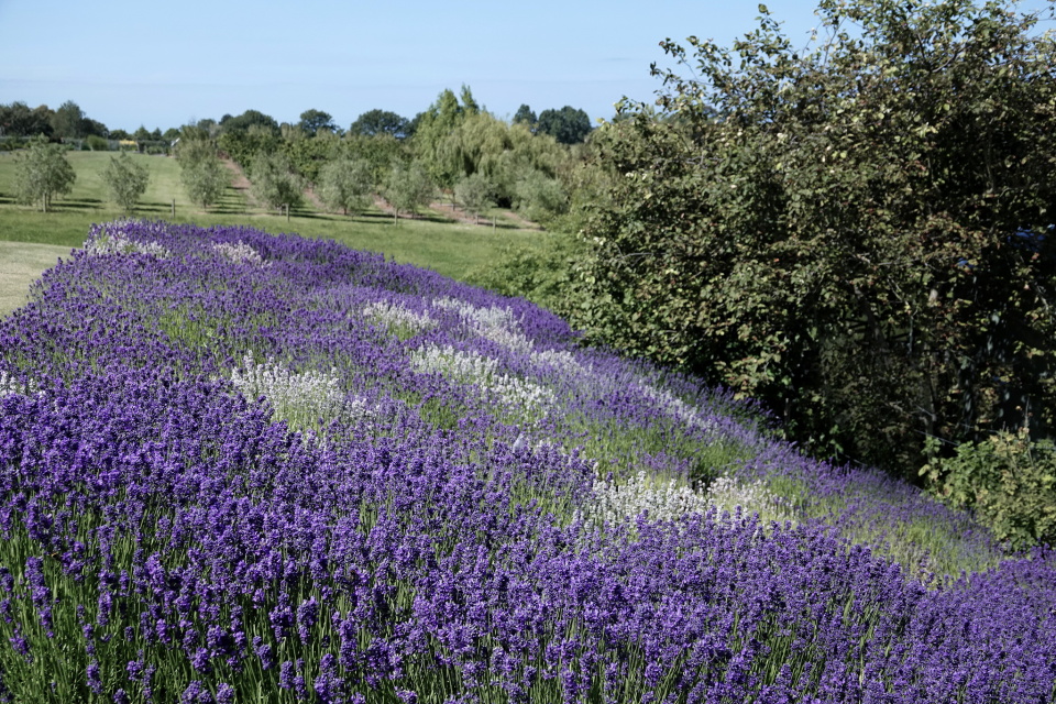 Lavender Bank | rainie | Blipfoto