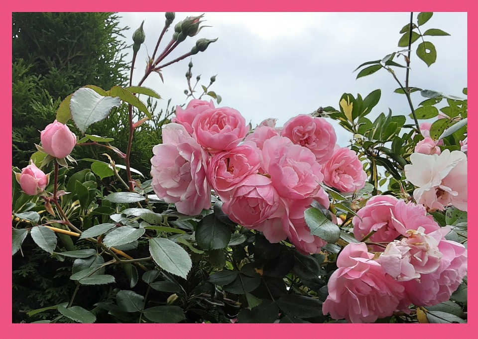 Pink rambling roses. | Grace55 | Blipfoto