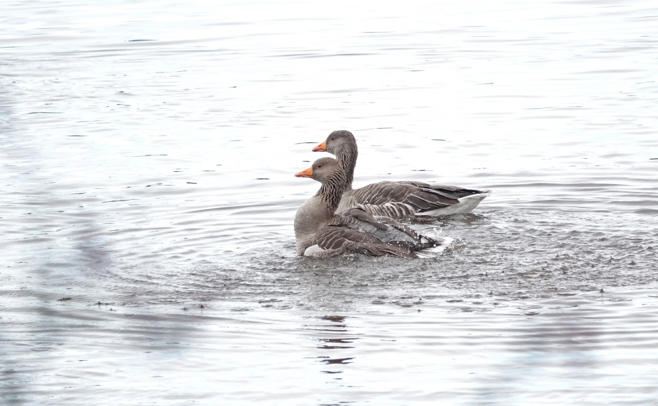 Wild Nicpic Blipfoto wild-nicpic-blipfoto