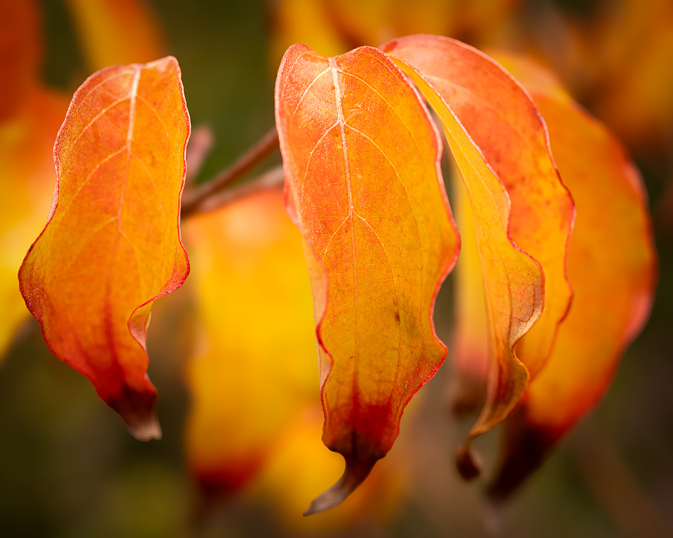 Autumn Colours Steveng Blipfoto autumn-colours-steveng-blipfoto