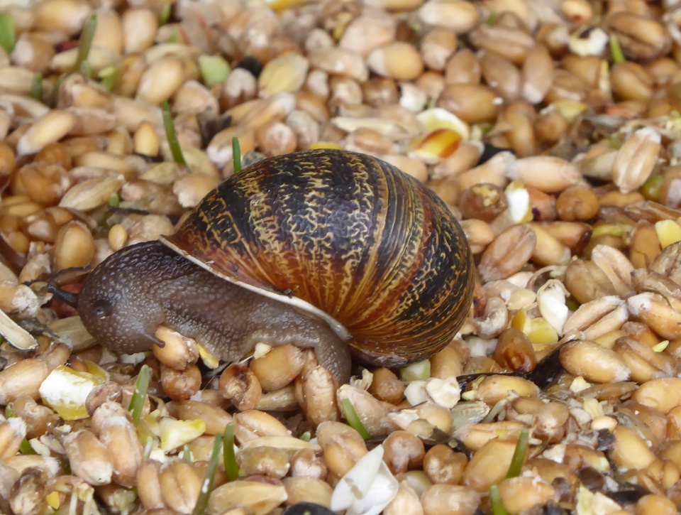 Snails pace. welshmaid50 Blipfoto