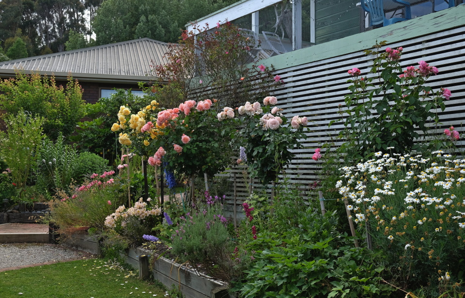 Love is a Rose . . . Neil Young V1k1 Blipfoto