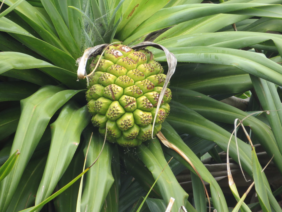 Pandanus fruit , not edible ! Clare1 Blipfoto